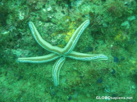 Postcard Manuel Antonio - Striped Star Fish