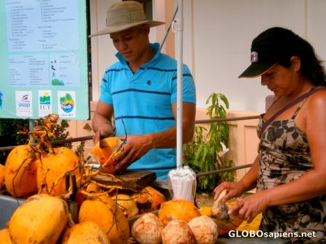 Postcard Fresh coconuts for sale!