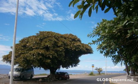 Postcard Shady tree