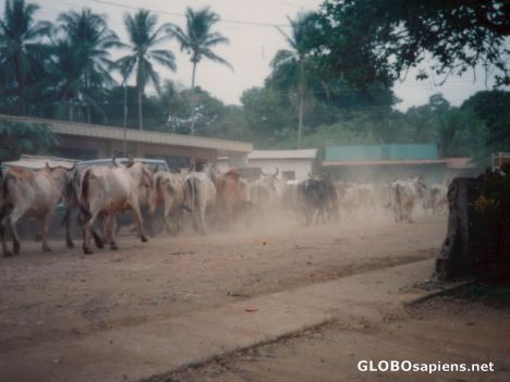 Postcard Stampede