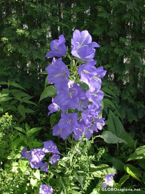 Postcard Take a trip thru my garden Châteauguay Québec?