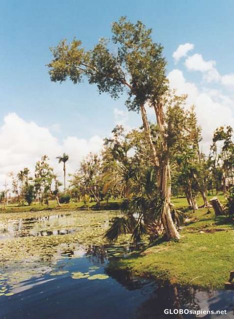 Postcard Crocodilefarm