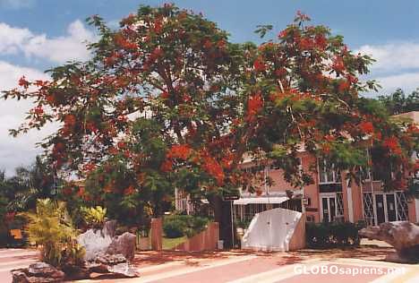 Postcard Fire-tree