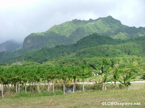 Postcard Inland Rarotonga