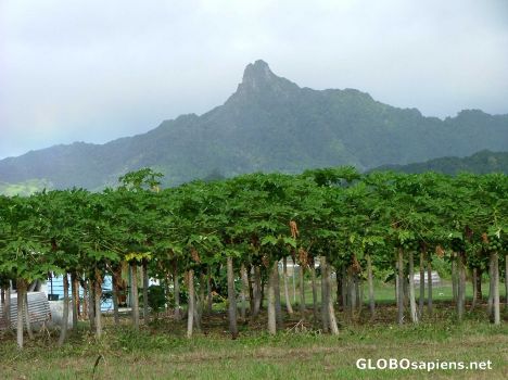 Postcard Inland Rarotonga
