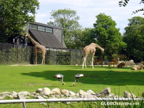 Postcard Copenhagen Zoo