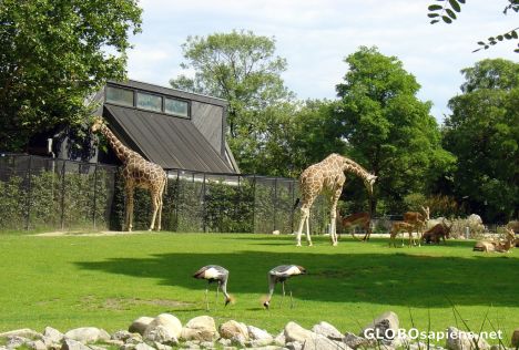 Postcard zoo