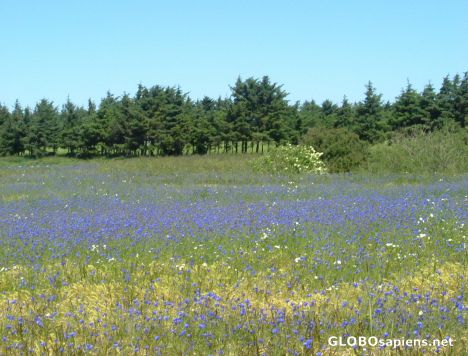 Postcard Cornflower Meadow