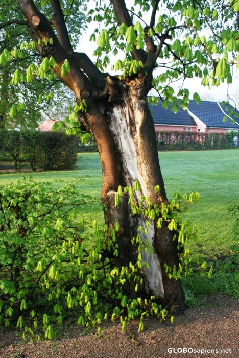 Postcard Hvidovre; Storegade park IV