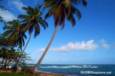 Calibishie (DM) - a line of palmtrees