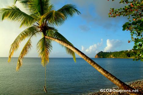 Postcard Tanetane (DM) - a perfect swing