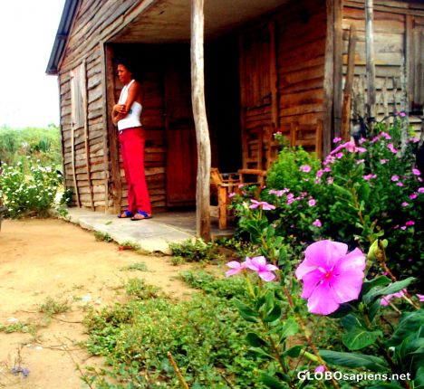 Postcard Flowers..