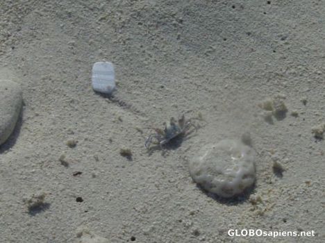Postcard Little Crab