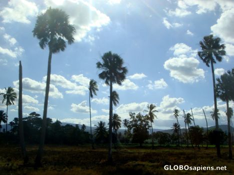 Postcard Palm trees on the road