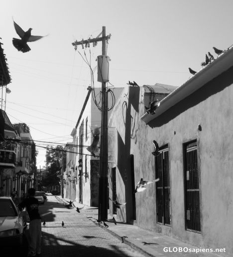 Postcard Peagons in the way. Colonial Zone II