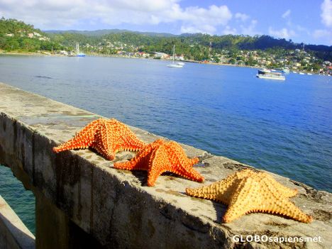 Postcard starfish
