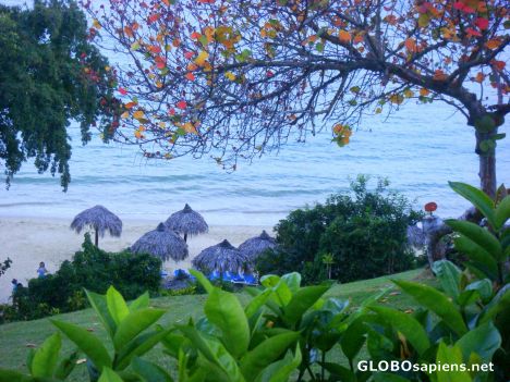 Postcard beach&trees