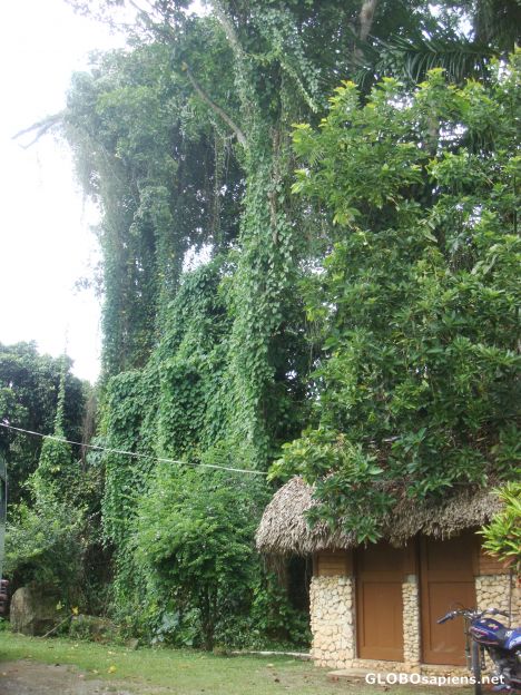 Postcard Little house