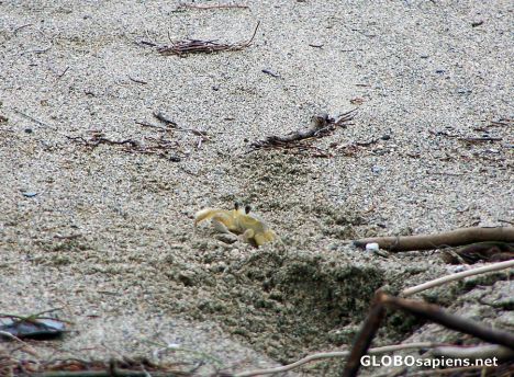 Postcard Tiny sand crab