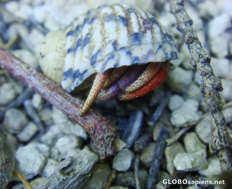 Postcard Caracol