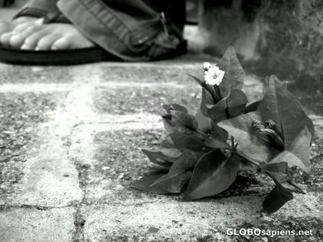 Postcard flor de domingo