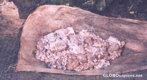 Postcard Cocao Beans-looks like barf before dried
