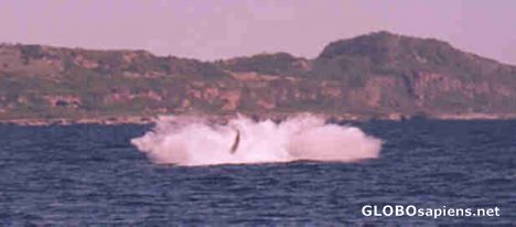 Postcard Big splash