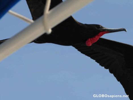 Postcard Fragata Bird