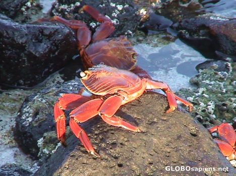 Postcard Red lobsters at sunset...