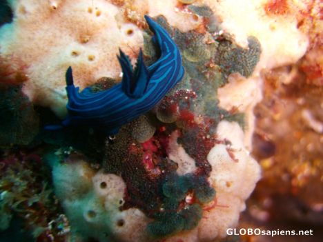 Postcard galapagos islands nudibranch