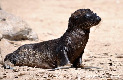 Postcard Baby sealion
