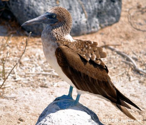 Postcard Blue footed