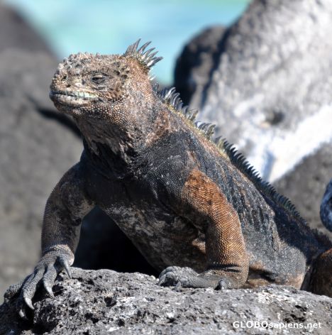 Postcard Marine Iguana