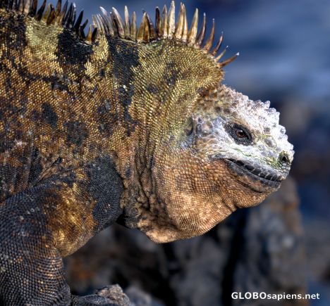 Postcard Close up Marine Iguana
