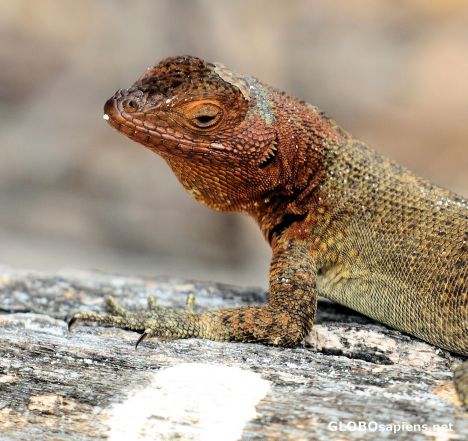 Postcard Lizzard