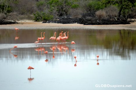 Postcard Flamingo's