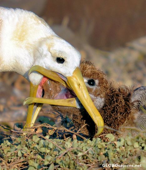 Postcard Feeding time