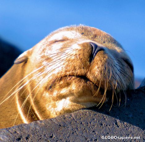 Postcard Sleeping ....