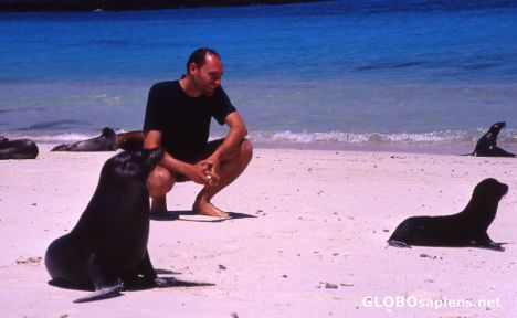 Postcard Sealions contact (play with) humans.