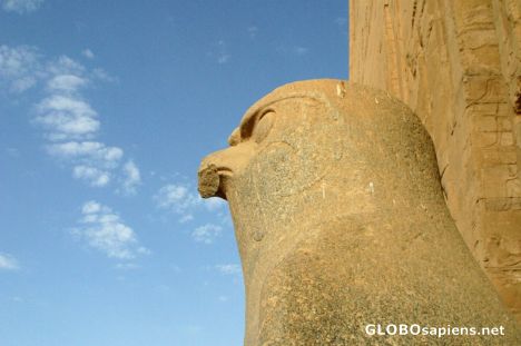 Postcard Falcon God