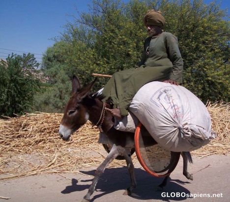 Postcard Man on his donkey