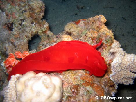 Postcard Spanish Dancer 2