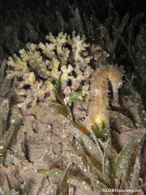 Postcard Seahorse again