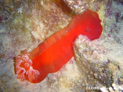 Postcard Spanish Dancer