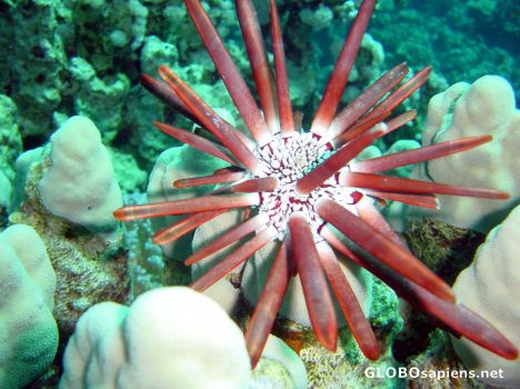Postcard Scuba Diving