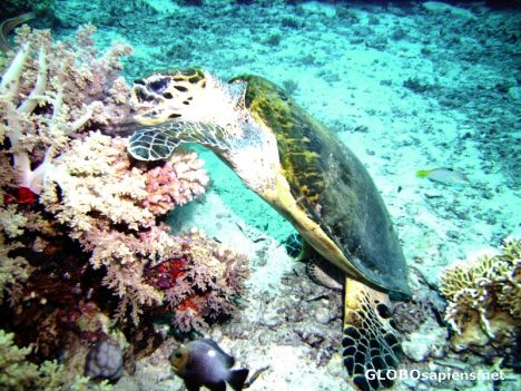 Lunch on Jackson Reef