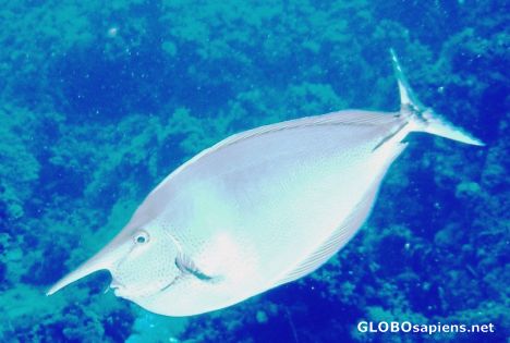 Postcard White-Margin Unicorn Fish
