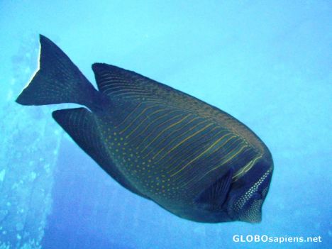 Postcard Desjardin's Sailfin Tang