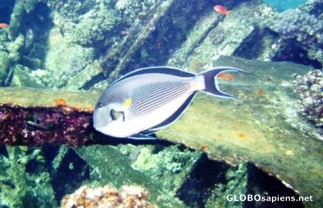 Postcard Surgeonfish