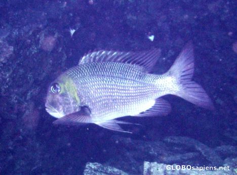 Postcard Bigeye Emperor